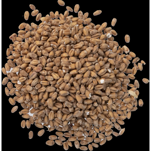 Red Wheat Malt